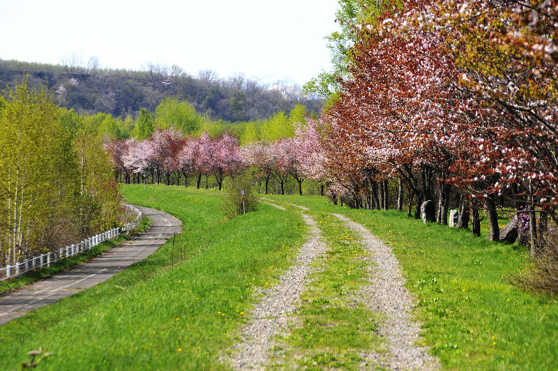 然別川河川敷 桜並木